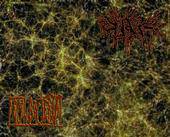 Fecal Bacteria : Cuff - Fecal Bacteria #2